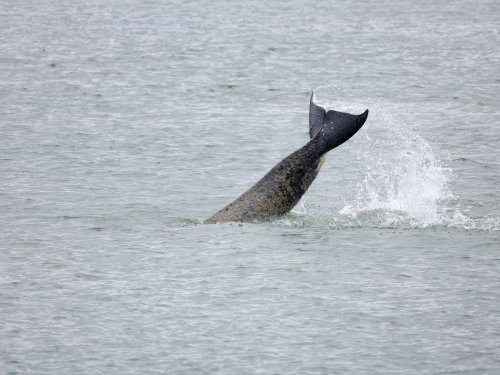 France : Une opération de sauvetage prévue pour guider l'orque perdue dans la Seine vers la mer