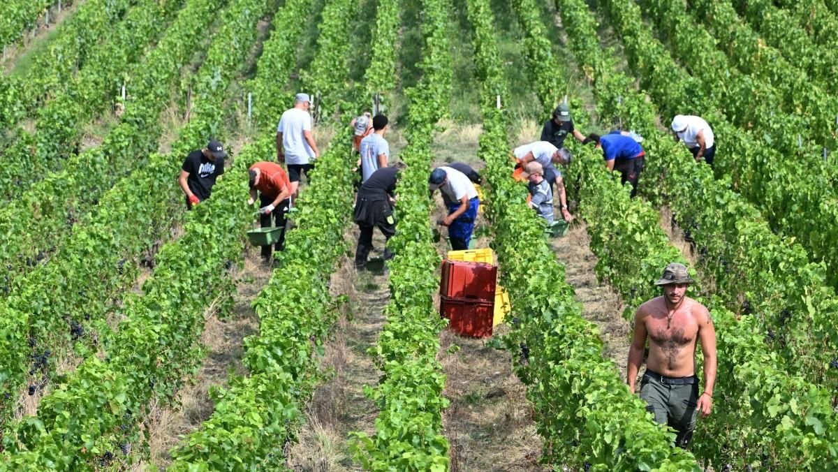 « C’est une trahison, comme découvrir que votre mari vous trompe » : l’invraisemblable scandale qui secoue le monde du champagne