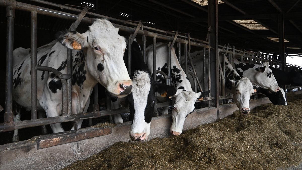 Agriculture : pourquoi l’élevage français décroche depuis les années 1970