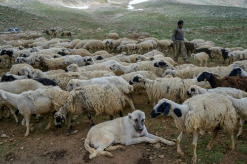 Dans l'est de la Turquie, la vallée des bergers afghans
