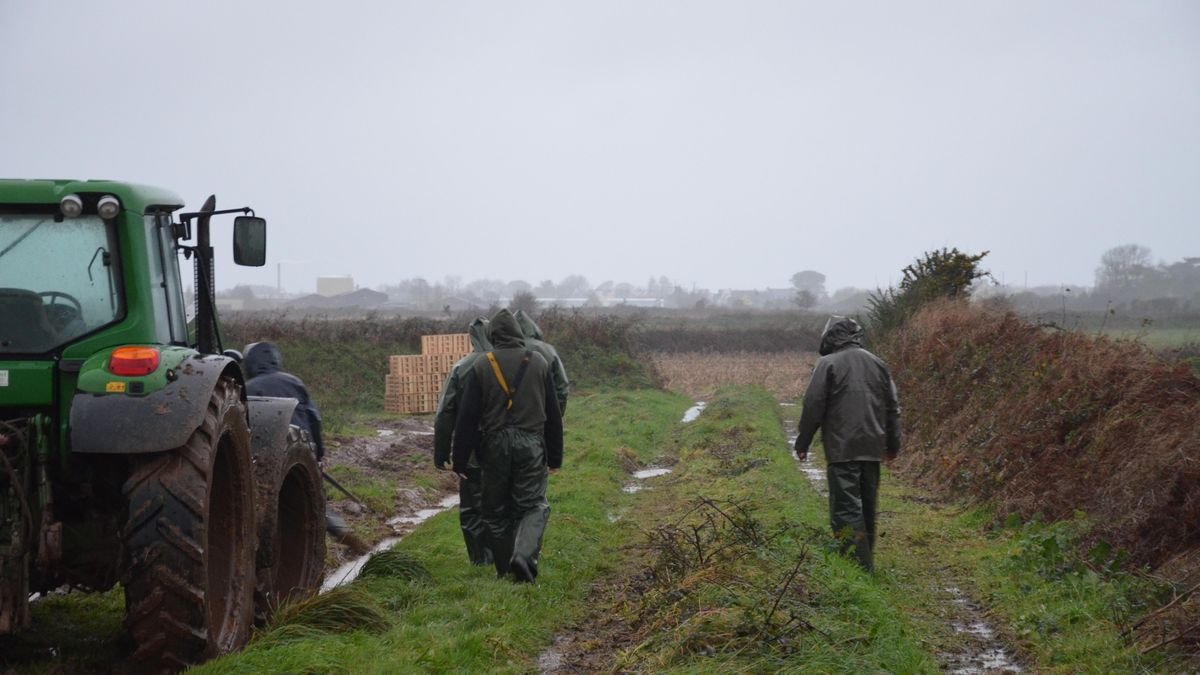 « Heureusement qu’il y a les étrangers qui viennent travailler » : en Bretagne, des indispensables saisonniers marocains pour récolter les légumes