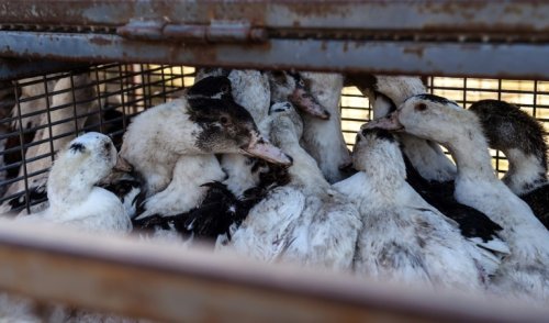 La vaccination contre la grippe aviaire? Une "bouée de sauvetage" espérée par les éleveurs landais