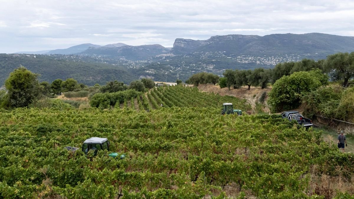 Entre les tensions géopolitiques et les taxes Trump, l’agriculture française subit les turbulences du monde