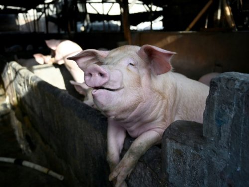 Indonésie : prison pour une femme ayant posté une vidéo où elle prie et mange du porc