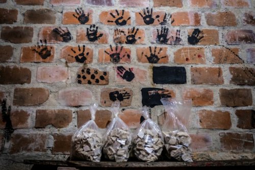 En Colombie, la surprenante crise de la coca