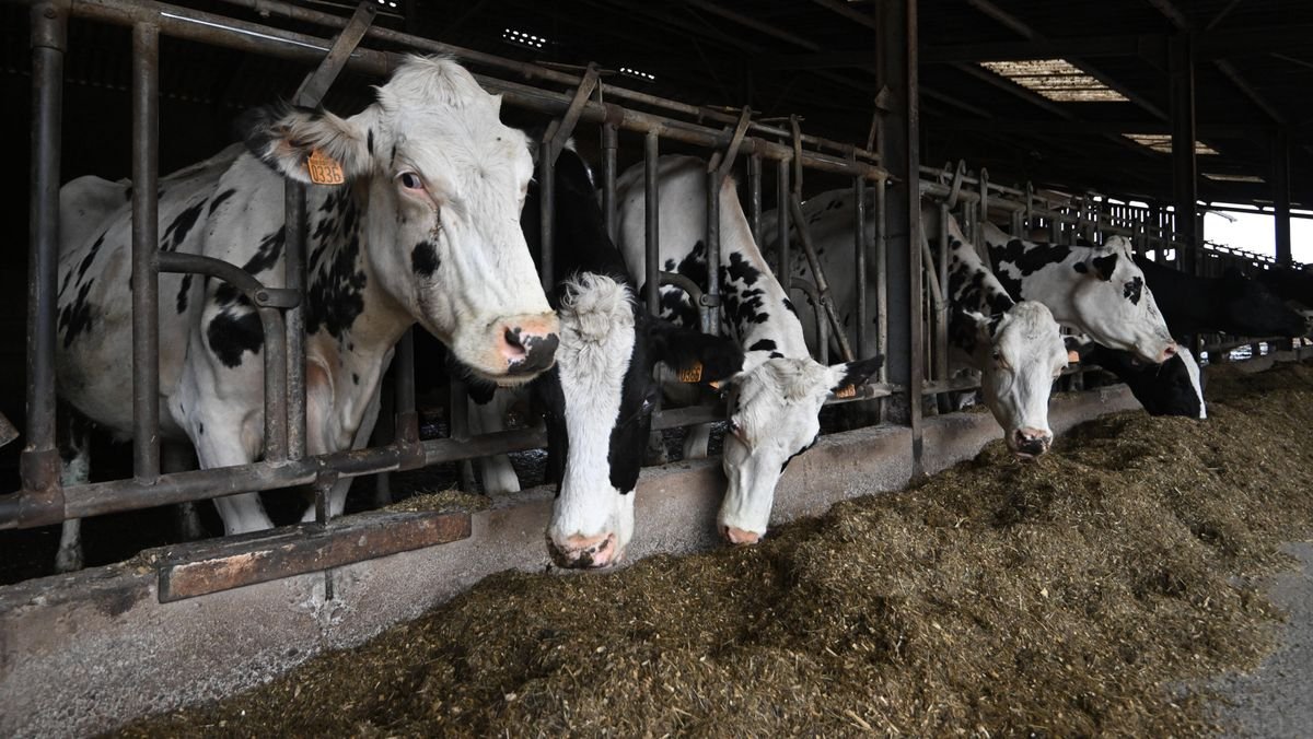 Taxe chinoise sur les produits laitiers européens, un nouveau coup dur pour l’agriculture française