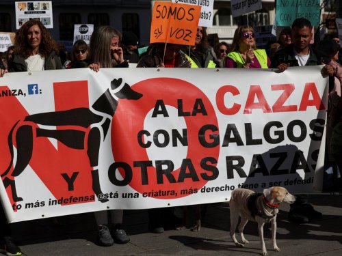 Manifestation à Madrid pour demander l'interdiction des chiens de chasse