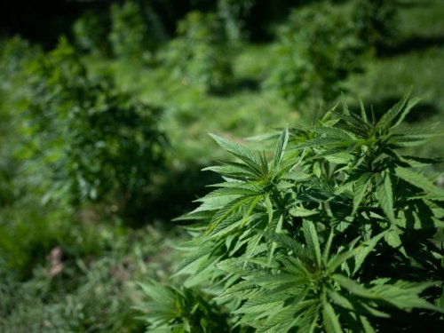 La Suisse teste la légalisation du cannabis