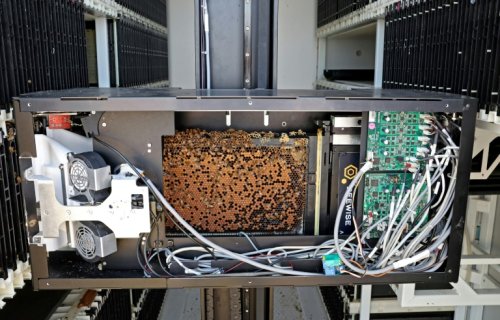 En Israël, des ruches robotisées pour préserver les abeilles
