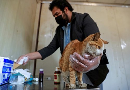 Au chevet des animaux errants à Bagdad: un coeur gros comme ça mais zéro soutien