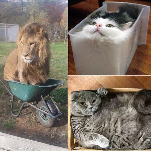 If I Fits, I Sits: These 20 Cats Will Make You Feel Claustrophobic ...