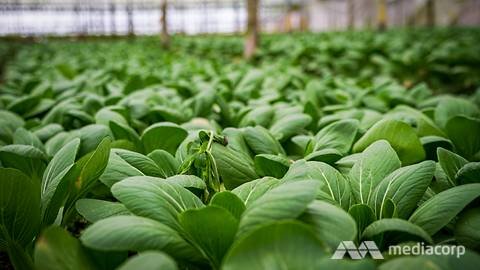 Cameron Highlands produce can be transported to other ...