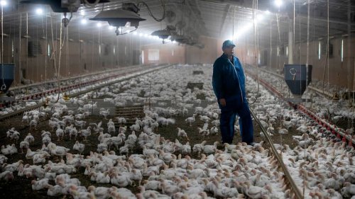 With no power to fend off poultry farms, neighbors live with stench and nuisances