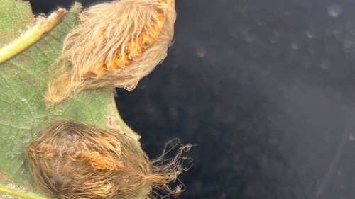 Don’t touch this ‘adorable’ insect, it’s one of the most venomous in NC. What to know