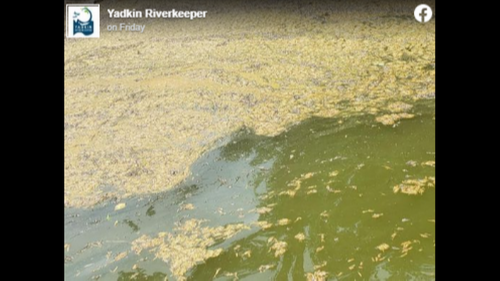 ‘Gross’ algae blanketing lake is actually thousands of molting flies, NC expert says