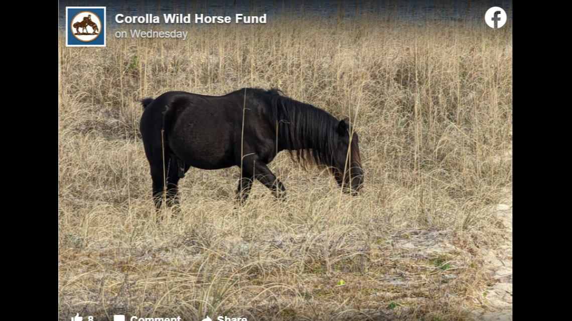 Mystery solved: We now know what Outer Banks horses do all day, group says