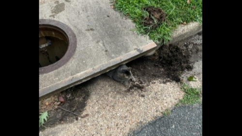 Cat’s rear was too big to fit through Virginia storm drain. It got hopelessly stuck