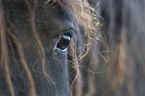 Podcast : Mettre des gouttes dans les yeux du cheval