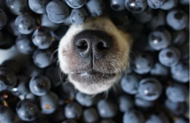 Can Dogs Eat Blueberries? Everything you need to know