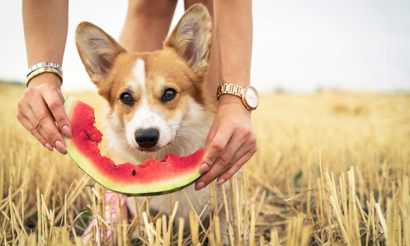 Can Dogs Eat Watermelon? Everything You Need to Know