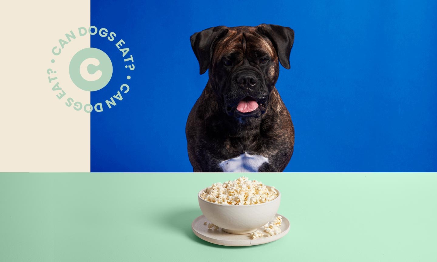 Can Dogs Eat Popcorn? Well, Yes (in Moderation)