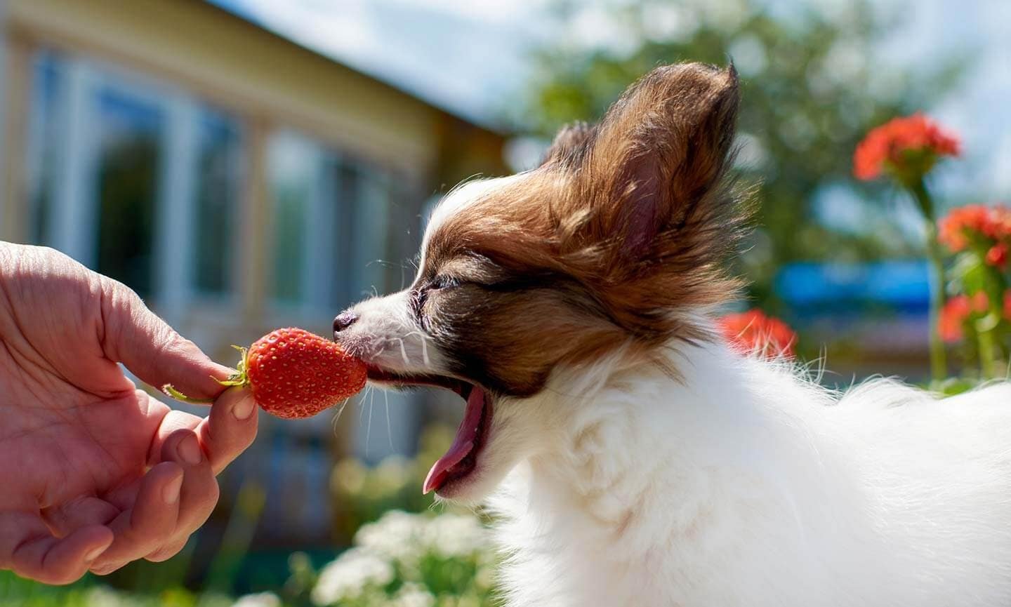 Can Dogs Eat Strawberries? Yes They Can!