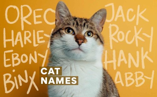 The Top 300+ Cat & Kitten Names of 2021 | BeChewy