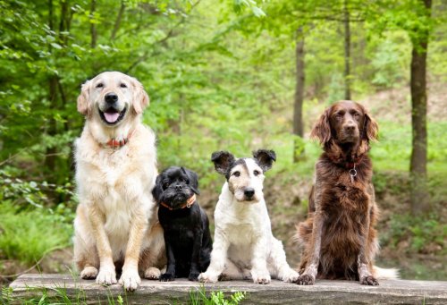 Dog Information and Advice for Pet Parents | BeChewy