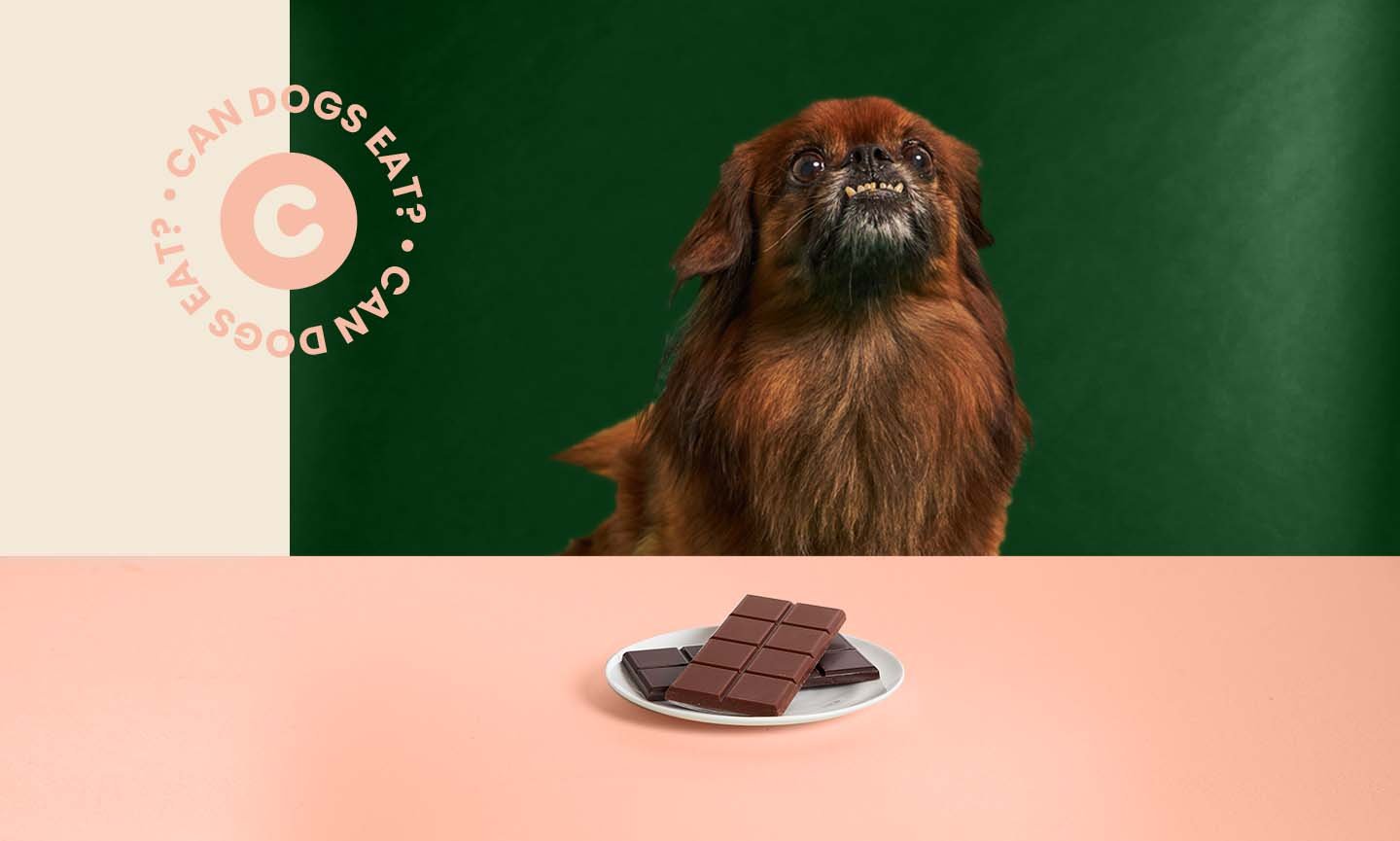 Can Dogs Eat Chocolate? Everything You Need to Know