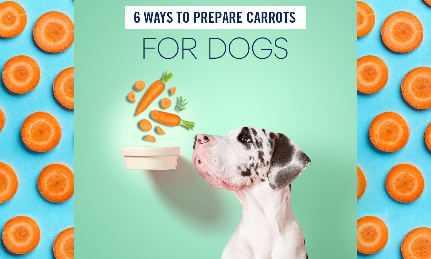 Can Dogs Eat Carrots? Yes They Can!