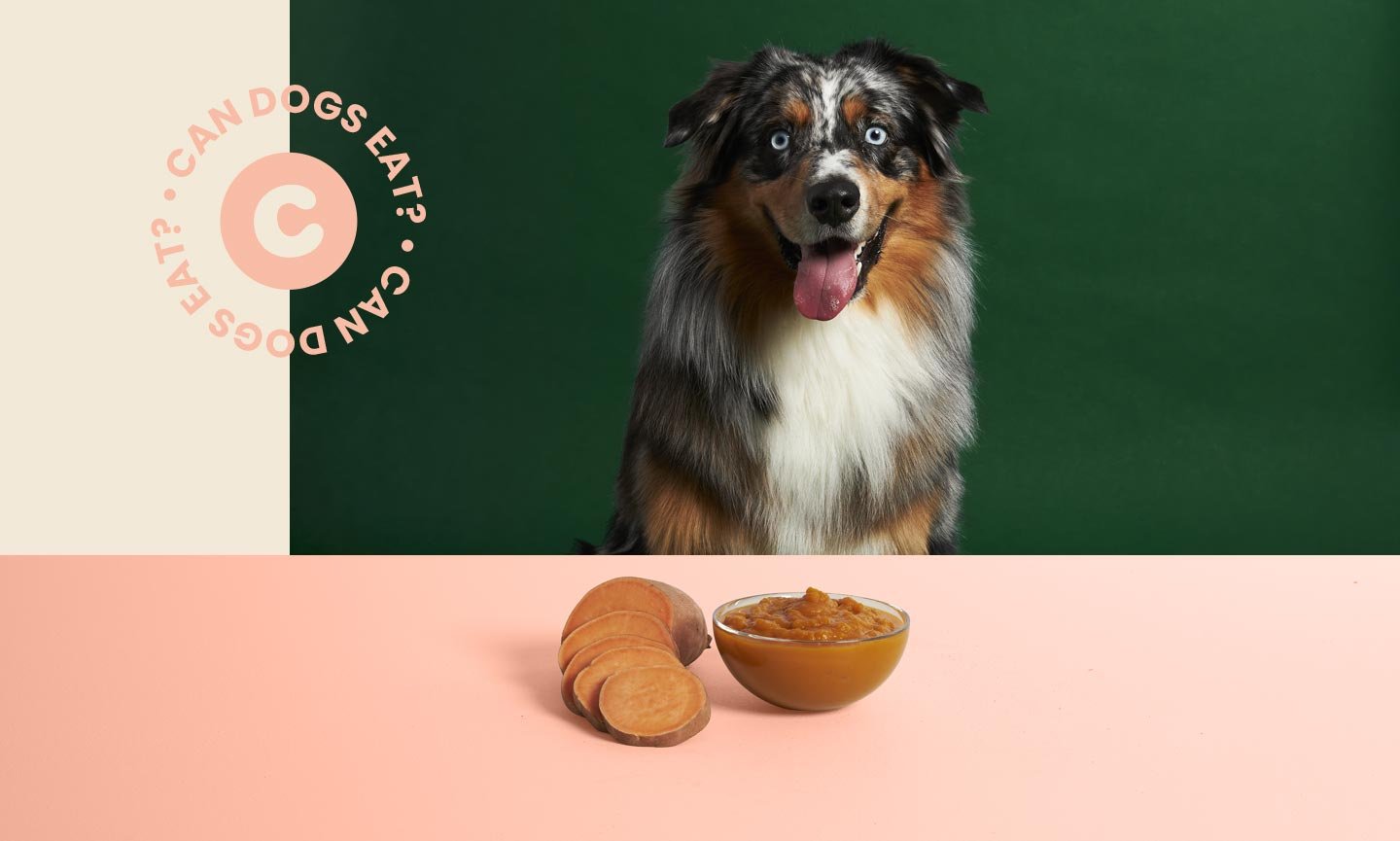 Can Dogs Eat Sweet Potato? Everything You Need to Know