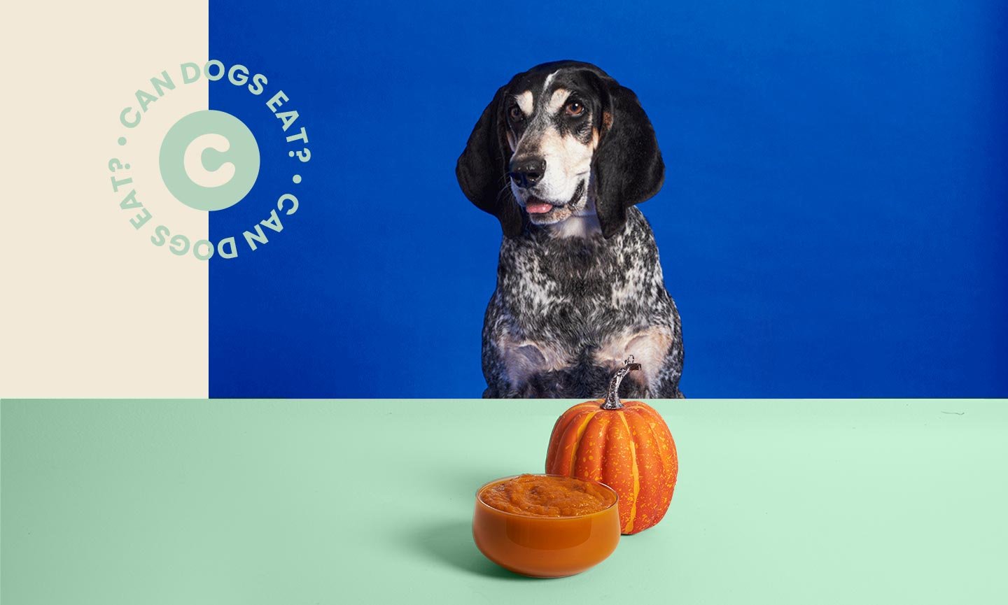 Can Dogs Eat Pumpkin? Benefits of Pumpkin for Dogs