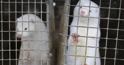 More than 1 million minks killed as a precaution after COVID-19 outbreaks at farms in Spain, the Netherlands