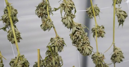 Another Marijuana Dispensary Seeks To Locate In Oswego Flipboard