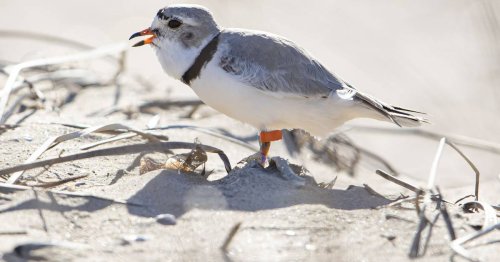 Birders mourn Monty the piping plover: ‘I never thought it would end so abruptly’