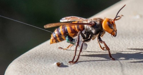 Washington state discovers first nest of ‘murder hornets’ in the United States
