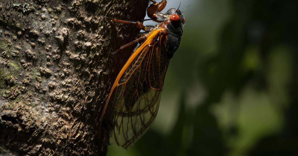 Photos: 17-year cicadas