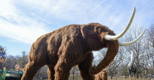 Brookfield Zoo plans 2022 events from Ice Age Giants to Holiday Magic