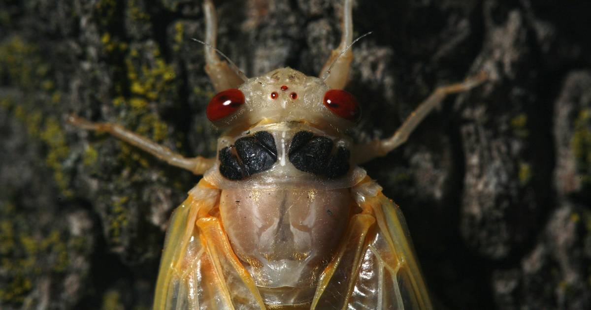 Illinois is ‘kind of the place to be with periodical cicadas,’ researchers say as 17-year brood’s coming out party expected in one corner of the state