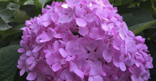 Why pink bigleaf hydrangeas might not bloom in summer
