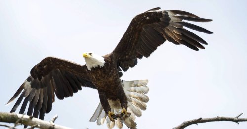 Eyeing eagles: Winter is a perfect time to get outside, beat cabin fever and go birding