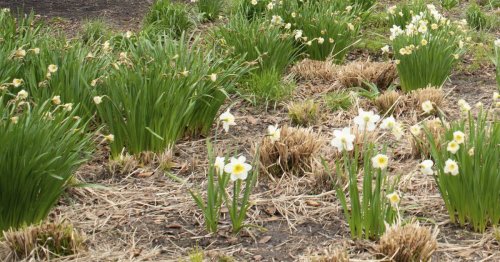 Flowering bulbs don’t require much maintenance