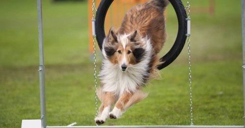 Great American Dog Show comes to Schaumburg | Flipboard