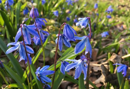 The best spring-blooming bulbs to plant under trees this autumn range from daffodils to snowdrops