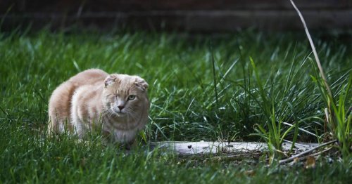 Luke Guzelis: Outdoor cats are more dangerous than you think