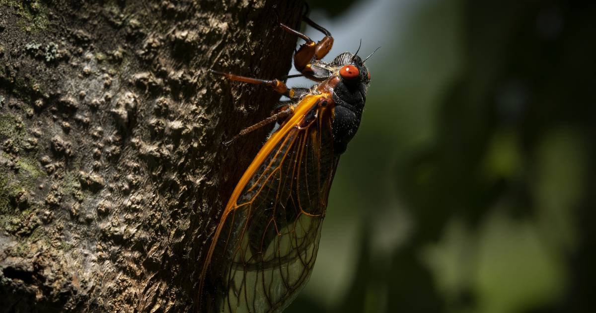 It’s cicada season: Ready for bulging red eyes, lots of screeching and a light dousing of sticky bug juice?