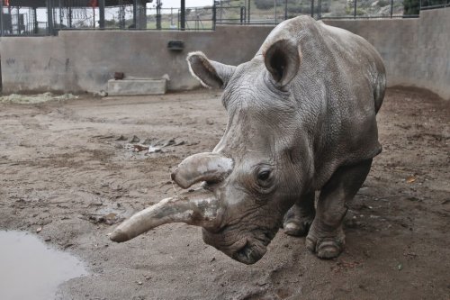 One of last 4 northern white rhinos on Earth is euthanized