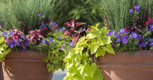 How to grow plants in containers for patios, outdoor spaces