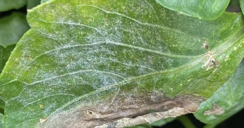 How to prevent and treat powdery mildew