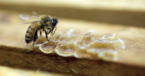 Scientists say spread of virus that's killing honeybees 'a man-made thing'